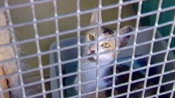 RSPCA