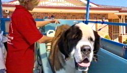 Aussie Pooch Mobile