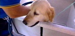 Hydrodog Franchise