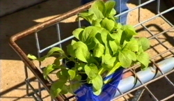 Horwitz  Veggie Patch