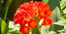 Osmocote Miracle Gro