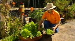Horwitz  Veggie Pots