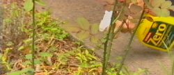 Gardens & Outdoor Living Magazine  Garden Cuttings