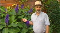 Horwitz Cuttings