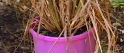 Repotting and Potting Up
