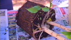 Repotting and Potting Up
