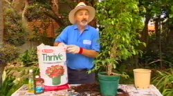 Repotting and Potting Up