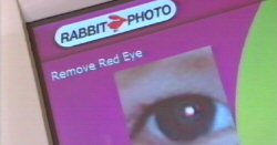 Rabbit Photo
