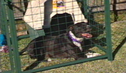 Kra-mar Kennel Run