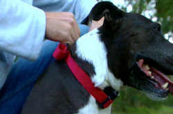 PetSafe Spray Bark Control Collar